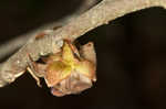 Smallflower pawpaw